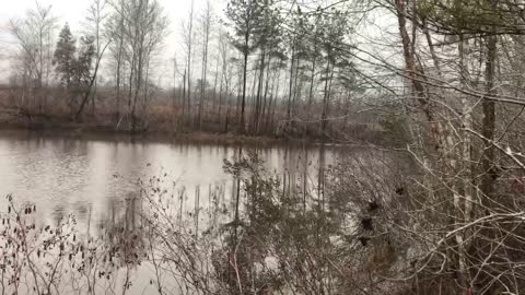 Giant otter swims across my pond