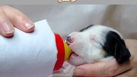 Tiniest Puppy Feeding