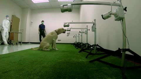 Thai sniffer dogs make COVID detection debut