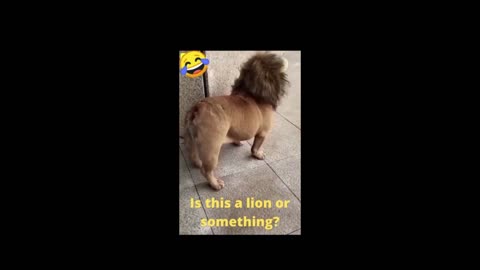 Is this a lion or something?