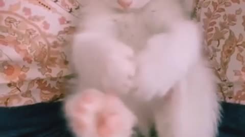 Cute Persian candies ( funny cats)