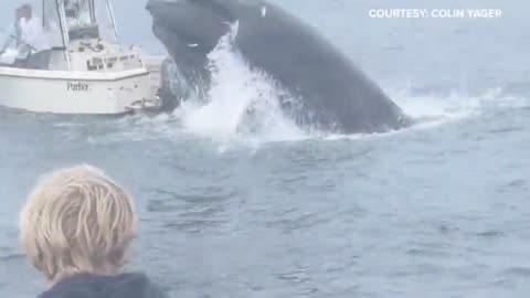 Whale capsizes boat fishing in Portsmouth Harbor off the New Hampshire coast