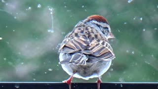 Chirping Sparrow