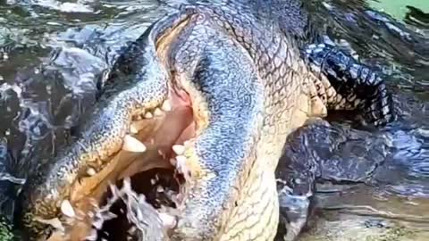Ever wonder why you don't see a crocs throat?