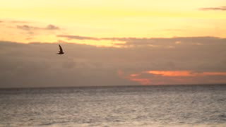 Adorable Bird Flying across Ocean at Sunset