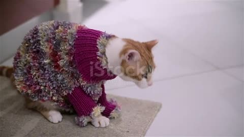 cute cat trying to take of this clothes
