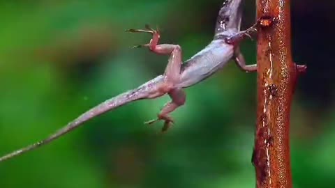 Lizard 🦎 show his power like this natural 2024