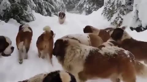 DOGS ENJOYING THE SNOW