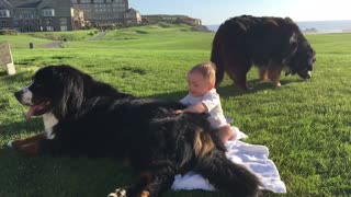 Baby "chills" with Bernese Mountain Dogs amid jaw-dropping scenery