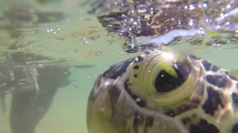 Slow motion of turtle being fed seaweed by local man to entertain tourists