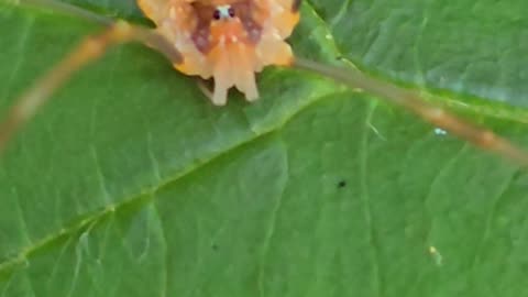 Close-up of a weaver's gargoyle / beautiful insect in nature.