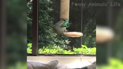 🐼 - Try Not To Laugh 🤣 - Funny Domestic And Wild Animals' Lif