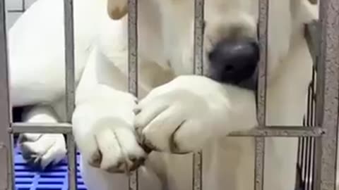 🤣Laugh_Out_Loud_With_These_Funny_Animal_Videos🧡_|_Animals_LOL_Moments_#funnyanimals_#funnydogs(360p)
