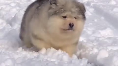 Cute funny dog in the snow