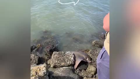 Some guy caught a Bat Ray