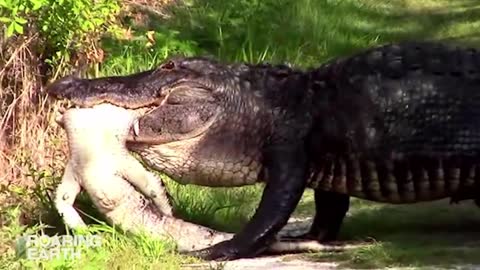 Cannibal Alligator Caught Eating Another Alligator