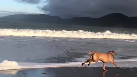 Brown dog running in slomo on edge of beach