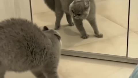 Cat sees themself in mirror