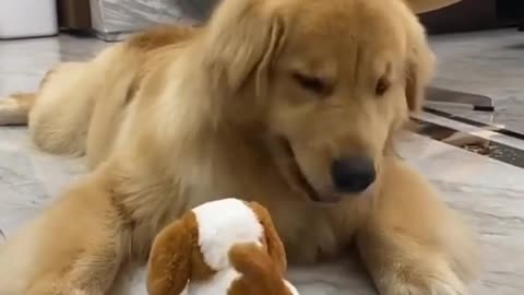 Funny moments dog and toy