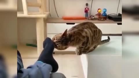 Cat shocked by smelling owners socks