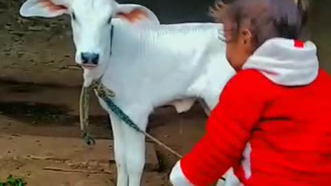 Babies and baby Cow become friends Funny Babies and Pets Compilation