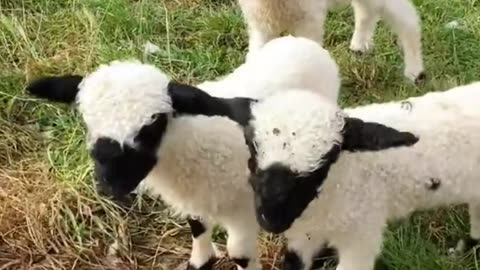 Cute sheep#sheep