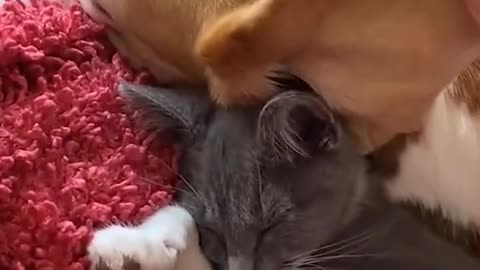 One of the netizens' cats and dogs has a close relationship. They even have to l