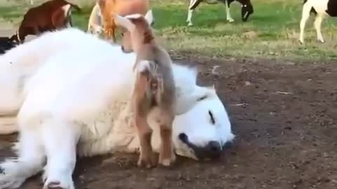 Baby Goats & Dogs