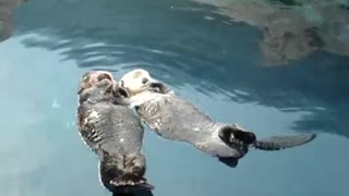 Adorable Sea Otters Hold Hands While Napping