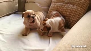 These Pups Love To Play Bite Each Other And Practice Their Barks