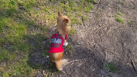 Chihuahua The Handsome Dude