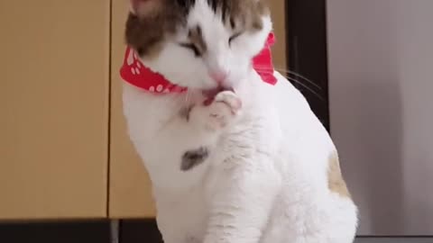viral cat video | cute cats video