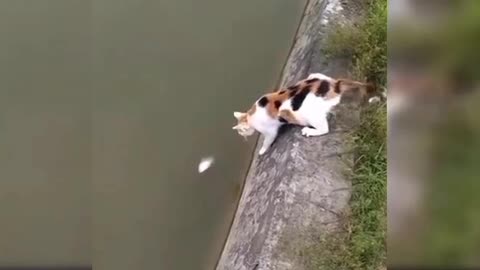 Cute cat catching fish