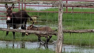 Baby miniature donkey playing in water