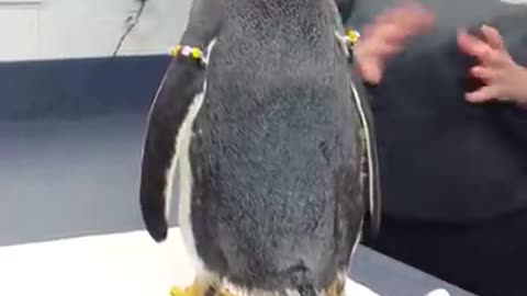 Meeting a Geuinto Penguin