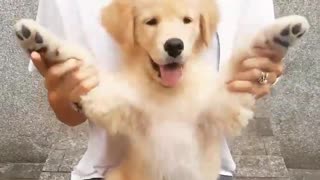 Golden Retriever puppy plays peekaboo