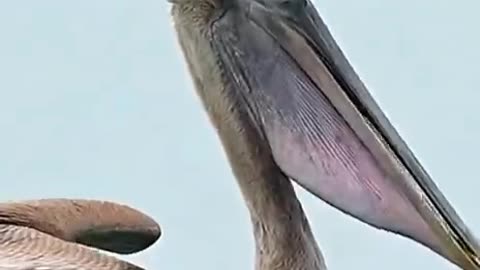 pelican Sea bird catchin and eating fish پیلیکن پرندہ مچھلی پکڑتا اور کھاتا ہے۔