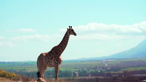 a giraffe in the meadow