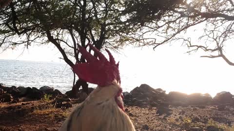 Roi the Rooster crows at Kayakers