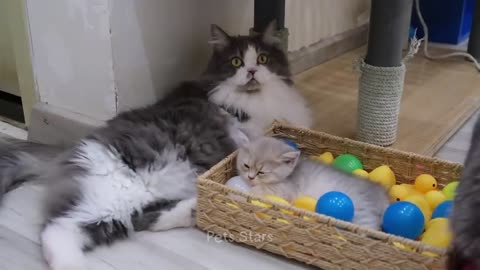 Funniest Video of Dogs and Cats