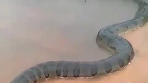 아나콘다(Anaconda)
