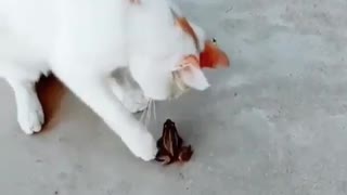 A cat is playing with a frog