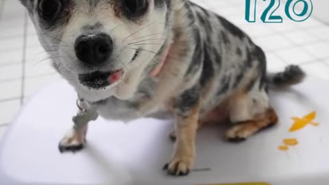 Una chihuahua con obesidad mórbida es rescatada y ahora recupera su salud