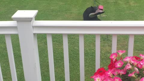 Connecticut Bear Dines at Bird Feeder