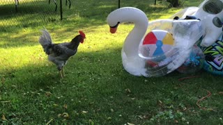Woodstock the rooster battles a swan