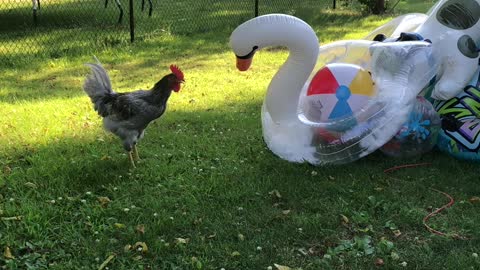 Woodstock the rooster battles a swan