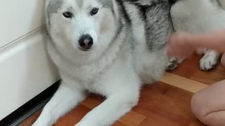 Husky gets his fur styled with vacuum cleaner