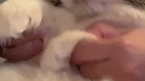 Video of a cute cat