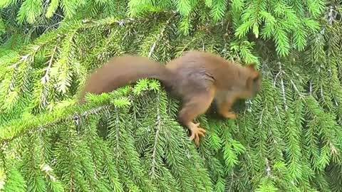 Most Beautiful Squirrel with Music #Latest​ Nature Video #Status​ Full HD