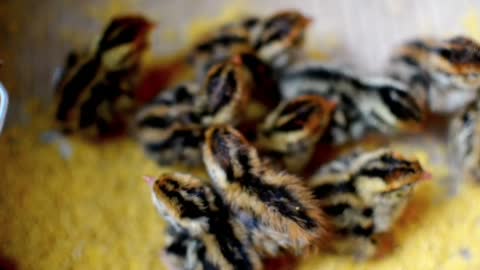 Feeding Newly Hatch Chicks To Be Grown As Poultry